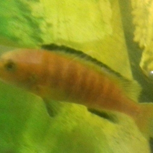 Axşamlnlz xeyir qrup ehli.Satlsda gördüyünüz ballqlar var. Adlarlnl s