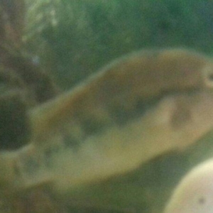 Axşamlnlz xeyir qrup ehli.Satlsda gördüyünüz ballqlar var. Adlarlnl s