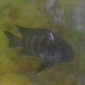 Axşamlnlz xeyir qrup ehli.Satlsda gördüyünüz ballqlar var. Adlarlnl s