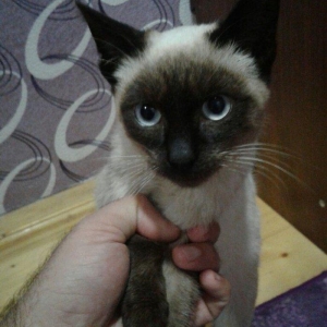 Siyam pişik, 5 aylıq , sağlam təmiz ev pişiyi, dişi, gözləri mavi. 30