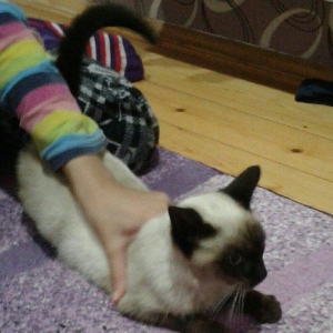 Siyam pişik, 5 aylıq , sağlam təmiz ev pişiyi, dişi, gözləri mavi. 30