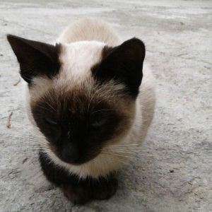 Siyam pişik, 5 aylıq , sağlam təmiz ev pişiyi, dişi, gözləri mavi. 30