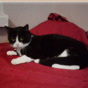 Молоденькая очаровательная кошечка ищет дом и надежных хозяев. Пристра