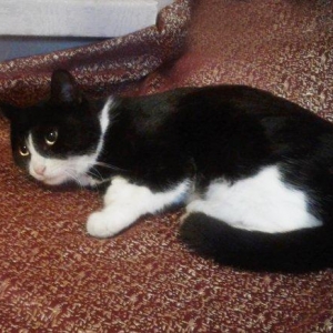 Молоденькая очаровательная кошечка ищет дом и надежных хозяев. Пристра