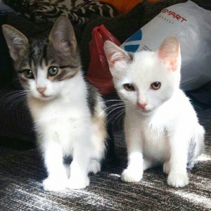 Ищут дом двое котят-мальчиков (возраст - около 1,5 мес.). Отдаются бес