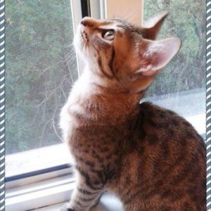 Кастрированный (не будет метить территорию, не будет громко мяукать! )