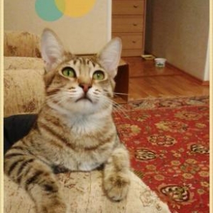 Кастрированный (не будет метить территорию, не будет громко мяукать! )