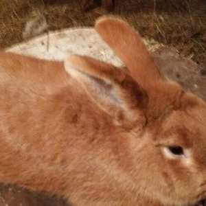 Mini ferma.. Novozelanskiy sort dovshan satilir yashtari 5 aylihdilar