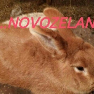 Mini ferma.. Novozelanskiy sort dovshan satilir yashtari 5 aylihdilar