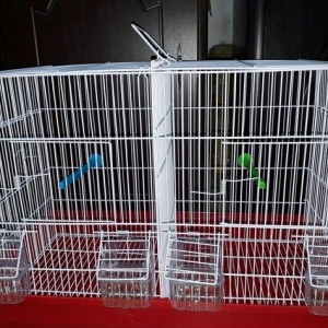 Quslarcun ortadan iki hisseye bolunen ayri ayriliqda her terefin oz qa