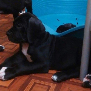 В Баку!!!Щенки немецкого дога,на мести можно увидить мать и отца,цены