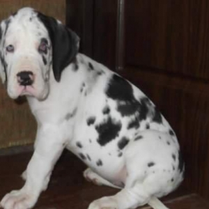 В Баку!!!Щенки немецкого дога,на мести можно увидить мать и отца,цены