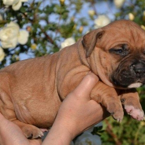 Her nev it satışı,Bakıda ve zakaza mumkundi.Her cinsin öz giymeti var