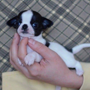 Бальшой выбор щенков чихуахуа,званити или пишити на ватсап,цены