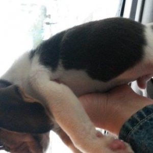 Любая порода собак на заказ и в наличии в Баку.От от чихуахуа до