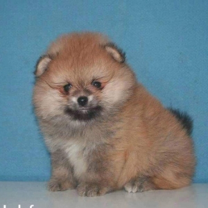 В наличии и на заказ разные породы.Hernöv it cinsi.В