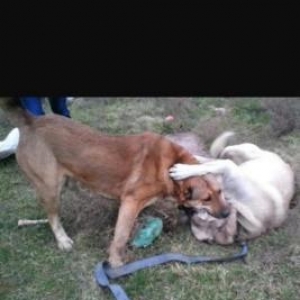 Yerli qafqaz coban iti. 3yaşı var. Hem döyüş hem qapı itidi. Beneyin q