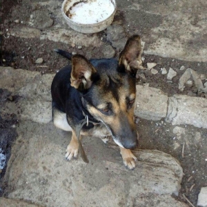 Afçarka satılır. Dil bilir. Iynəsi vurulub. Qiyməti 200 reyal alıcı na