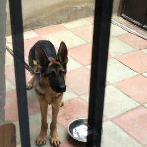 temiz alman afcarkasidi imkan olmadigi ucun satiram 7 ayliqdi butun iy