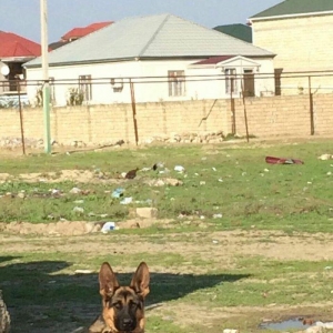 temiz alman afcarkasidi imkan olmadigi ucun satiram 7 ayliqdi butun iy