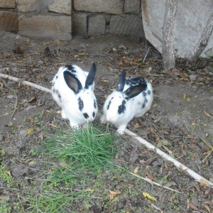 Sağlamlığna söz ola bilməz. Erkek dişidi. Dişinin qarnında balası var.