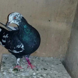 Salam cil baş satılır. Mayadı cavandı. Cütə hazırdı, heç bir prablemi