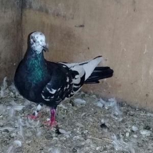 Salam cil baş satılır. Mayadı cavandı. Cütə hazırdı, heç bir prablemi