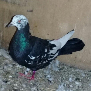 Salam cil baş satılır. Mayadı cavandı. Cütə hazırdı, heç bir prablemi