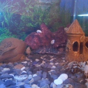 Aksesuarlari ile birlikde satilir. Hundurluyu 0. 50m. Eni. 0. 50m. Uzu