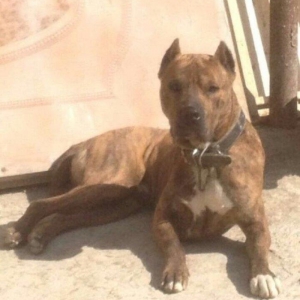 Pitbull balası satılır temiz parodiya itidi dişi  beek ve alaşn nevele