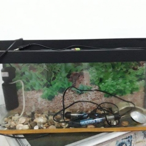 akvarium icinde matoru spiral ve icindeki aksesuarlar ile birlikde sat