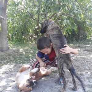 itin atası pitpull anası ov itidi. pitpulla ov itinin qarışığı marağlı