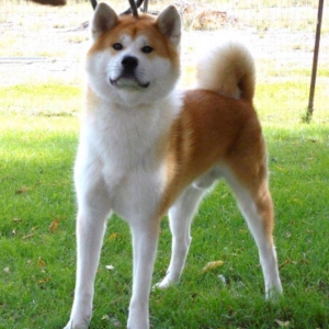 Erkek akita dişi akita axdarılır cüte vurmaqa kimde dişi akita varsa b