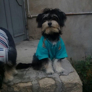 7 aylıqdılar ikiside dişidi .keserkay emelyati ile dunyaya gelibler .h