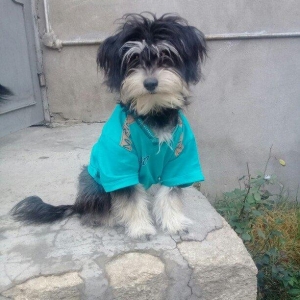 7 aylıqdılar ikiside dişidi .keserkay emelyati ile dunyaya gelibler .h