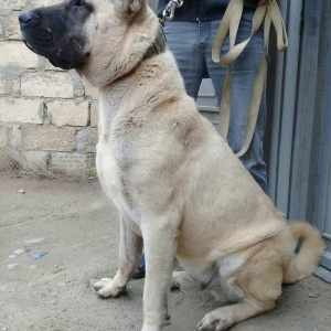 10 aylig yeka Erkak. Ana Atasi msndadir. Safgan Sivas Kangalidir.