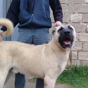 10 aylig yeka Erkak. Ana Atasi msndadir. Safgan Sivas Kangalidir.