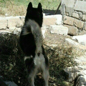 temiz xaski satilir erkekdi 1 yas 7 ayliq tecili satilir imkan yoxdu b