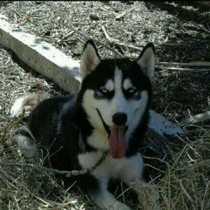 temiz xaski satilir erkekdi 1 yas 7 ayliq tecili satilir imkan yoxdu b