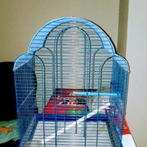 Teze karella qefesi satilir. Cubuqlari , su qabi,yem qabi ustunde veri