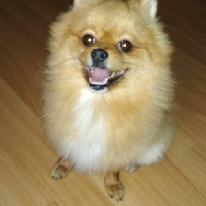 şpits erkekdi. 2.5 yaşi var cox aqilli insanla oynamaqi en cox uşaqlar