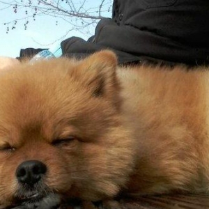 şpits erkekdi. 2.5 yaşi var cox aqilli insanla oynamaqi en cox uşaqlar