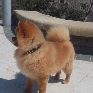 şpits erkekdi. 2.5 yaşi var cox aqilli insanla oynamaqi en cox uşaqlar