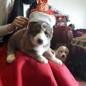 Alabay balalari satilir. Temiz qanli. Tam saglam 45 gunluy erkey