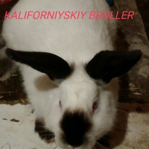 Mini Ferma ...Kaliforniyskiy broller sort dovshan balalari satìlir