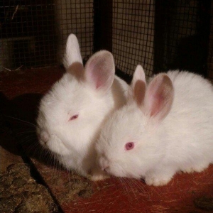 Mini ferma... Novozelanskiy ah nzb dovshan balalari satilir... Bir cut