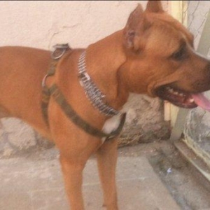 Bu gozele ozu kimi diwi pidbul axtariram cute vurmaga kimde varsa yazs