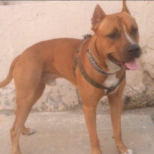 Bu gozele ozu kimi diwi pidbul axtariram cute vurmaga kimde varsa yazs