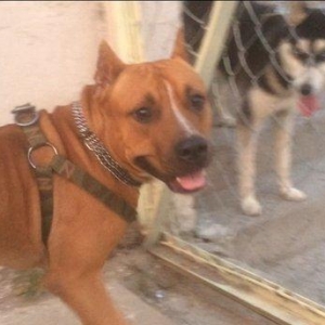 Bu gozele ozu kimi diwi pidbul axtariram cute vurmaga kimde varsa yazs