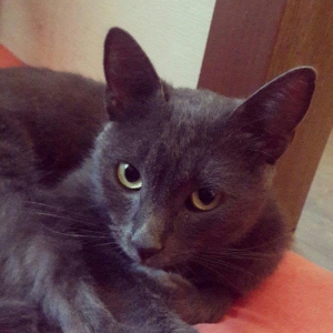 korat cinsi ,şotland pisiyide deyilir 11 ayliq erkekdi her ay baytar h